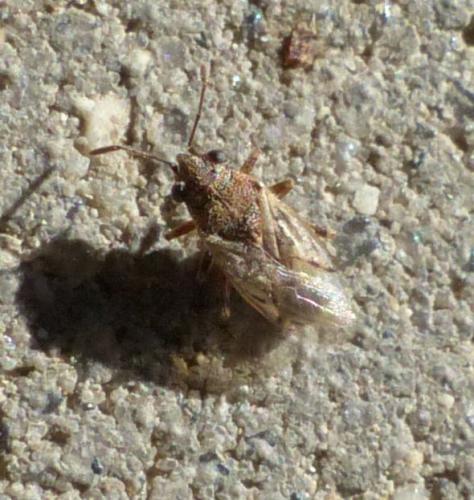 Nysius sp.